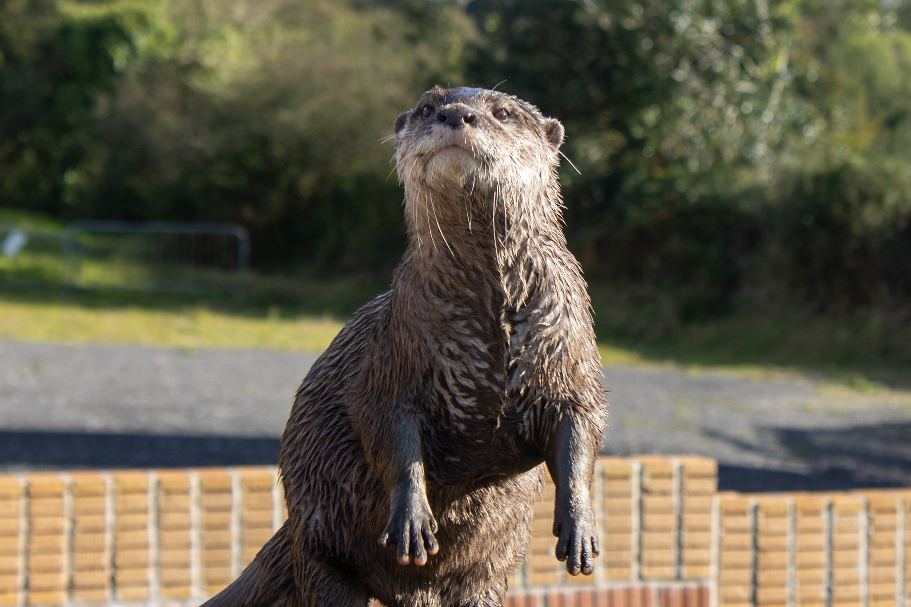 Glamping Zoo Farm copy Otters