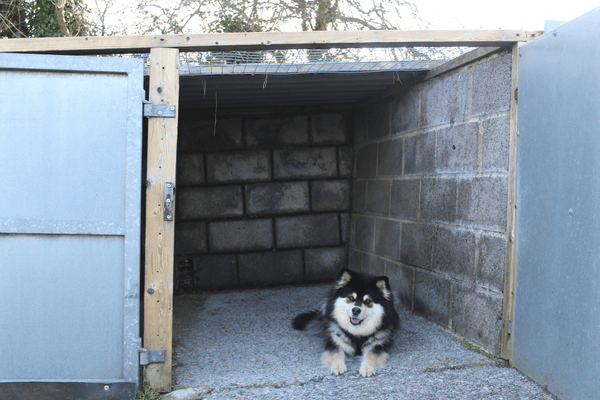 Free, unsupervised kennels (7)